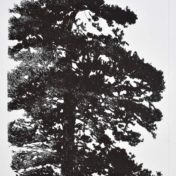 les arbres du bonheur I 29-5 x 37-5 cm gravure